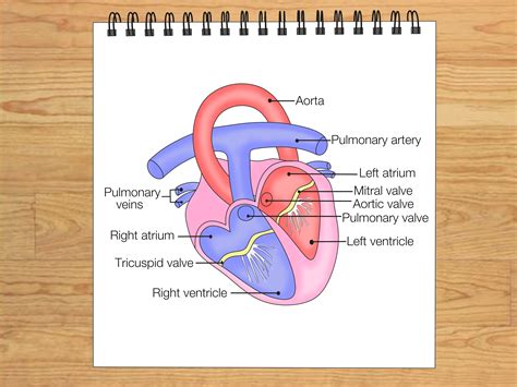 simple heart diagram with labels